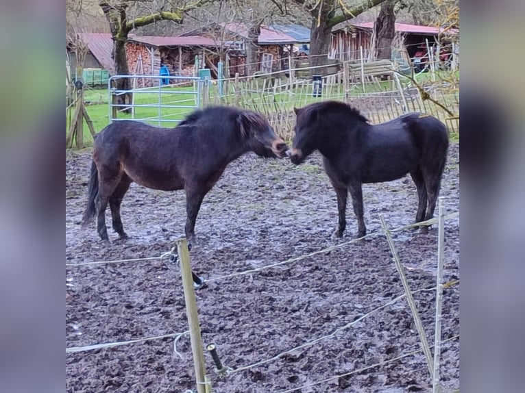 Exmoor Pony Castrone 8 Anni 130 cm Baio in Uslar