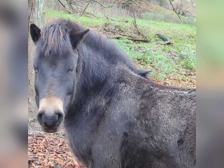 Exmoor Pony Castrone 8 Anni 130 cm Baio in Uslar