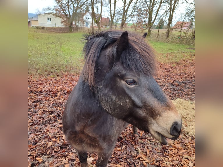 Exmoor Pony Castrone 8 Anni 130 cm Baio in Uslar