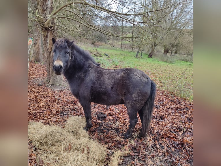 Exmoor Pony Castrone 8 Anni 130 cm Baio in Uslar