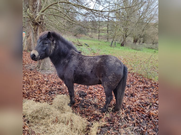 Exmoor Pony Castrone 8 Anni 130 cm Baio in Uslar