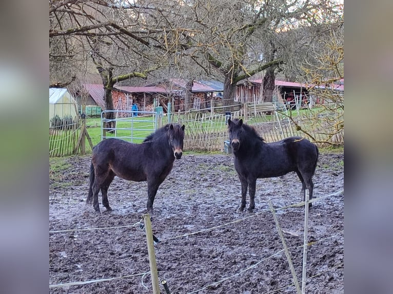 Exmoor Pony Castrone 8 Anni 130 cm Baio in Uslar