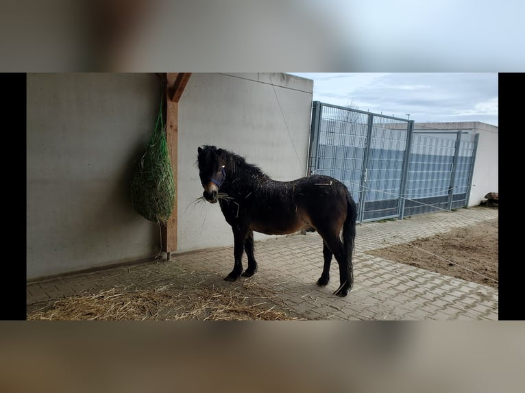 Exmoor Pony Gelding 19 years 10,1 hh Bay-Dark in K&#xF6;nigsbrunn