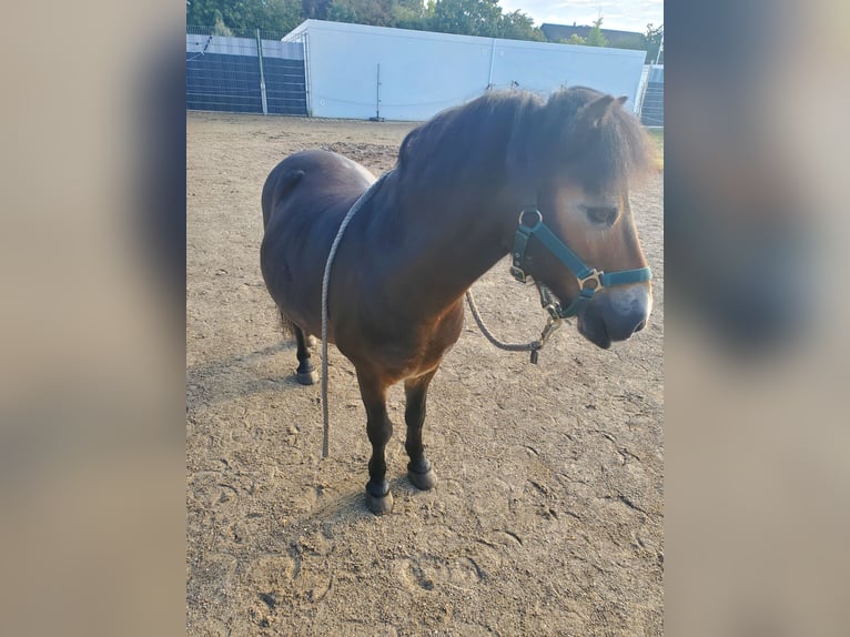 Exmoor Pony Gelding 19 years 10,1 hh Bay-Dark in K&#xF6;nigsbrunn