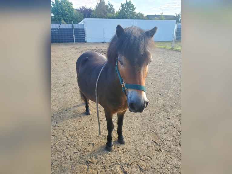 Exmoor Pony Gelding 19 years 10,1 hh Bay-Dark in K&#xF6;nigsbrunn