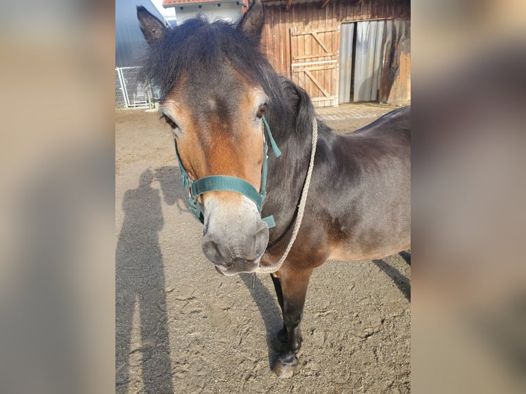 Exmoor Pony Gelding 19 years 10,1 hh Bay-Dark in K&#xF6;nigsbrunn