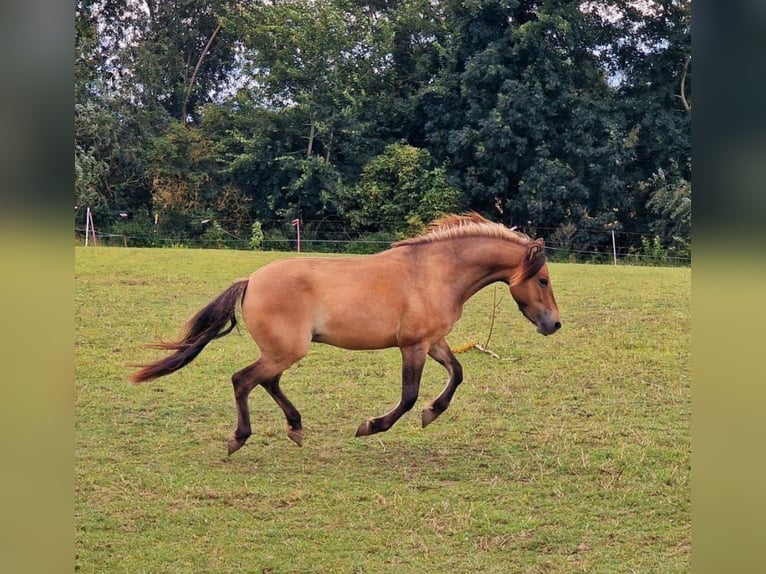 Exmoor Pony Mix Gelding 3 years 12,2 hh Buckskin in Warnitz