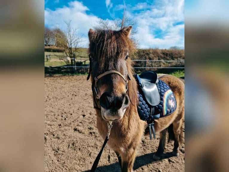 Exmoor Pony Mix Gelding 4 years 12,2 hh Buckskin in Warnitz