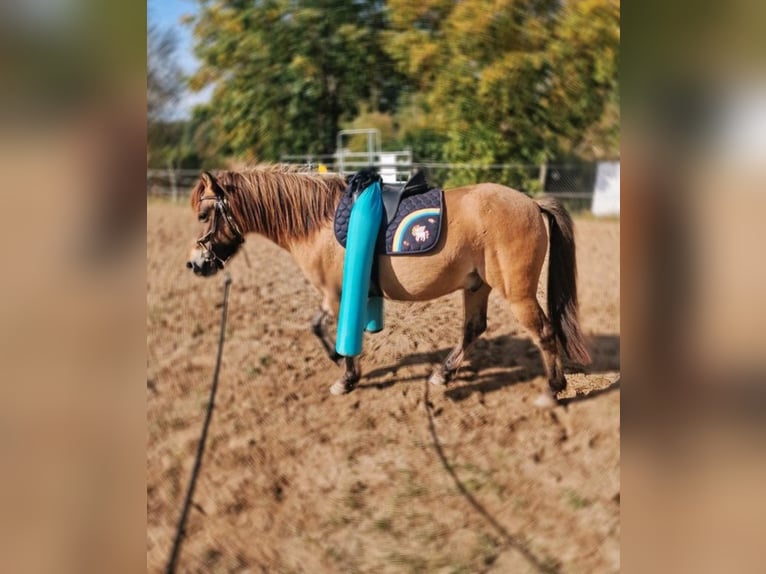 Exmoor Pony Mix Gelding 4 years 12,2 hh Buckskin in Warnitz