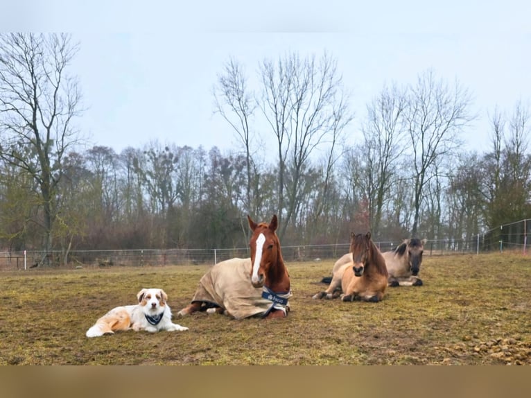 Exmoor Pony Mix Gelding 4 years 12,2 hh Buckskin in Warnitz