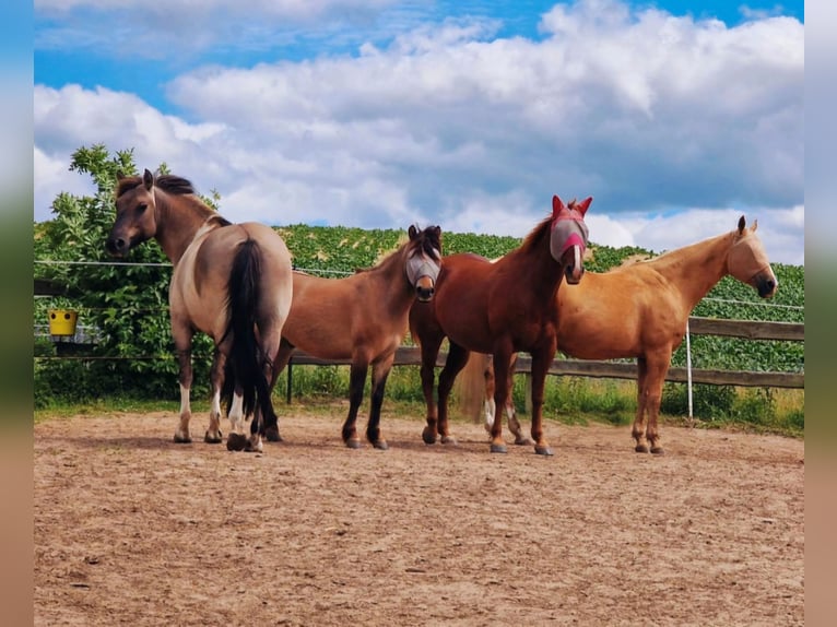 Exmoor Pony Mix Gelding 4 years 12,2 hh Buckskin in Warnitz