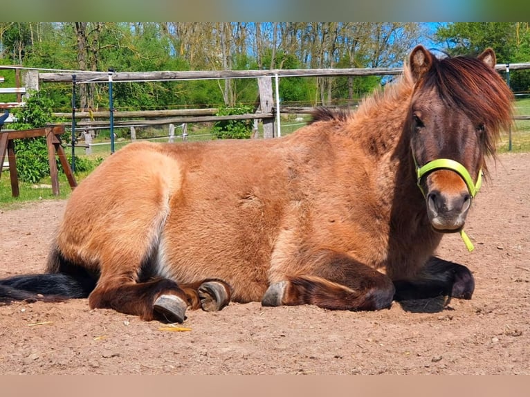 Exmoor Pony Mix Gelding 4 years 12,2 hh Buckskin in Warnitz