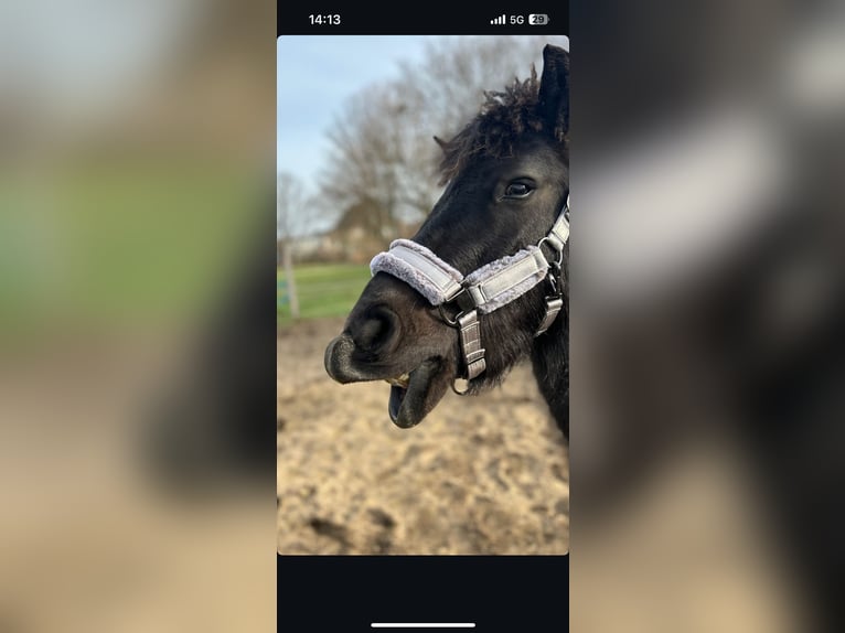 Exmoor Pony Gelding 5 years 12,1 hh Black in Kerpen