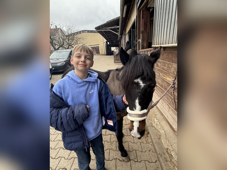 Exmoor Pony Giumenta 11 Anni 125 cm Baio scuro in Frankfurt am Main