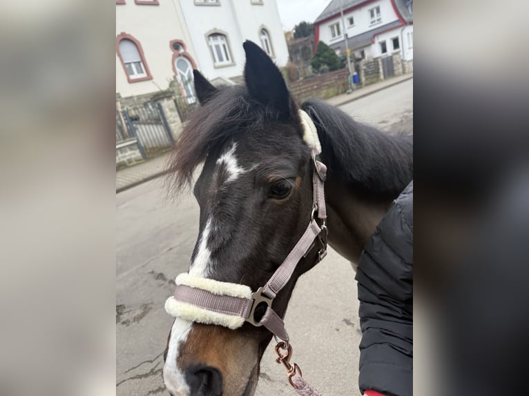 Exmoor Pony Giumenta 11 Anni 125 cm Baio scuro in Frankfurt am Main