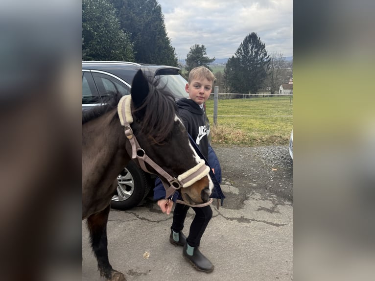 Exmoor Pony Giumenta 11 Anni 125 cm Baio scuro in Frankfurt am Main