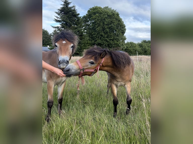 Exmoor Pony Giumenta 1 Anno 120 cm Baio in Varel