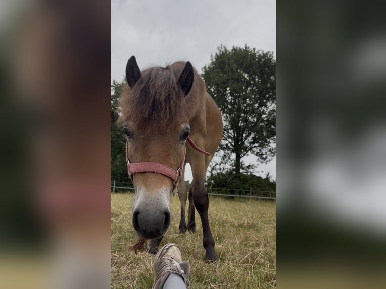 Exmoor Pony Giumenta 1 Anno 120 cm Baio in Varel