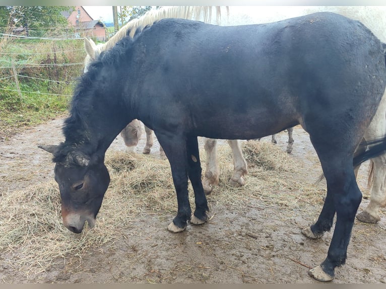 Exmoor Pony Giumenta 4 Anni 127 cm Baio scuro in Uslar