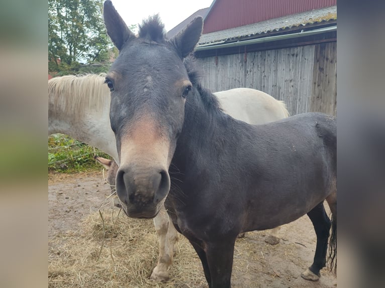 Exmoor Pony Giumenta 4 Anni 127 cm Baio scuro in Uslar