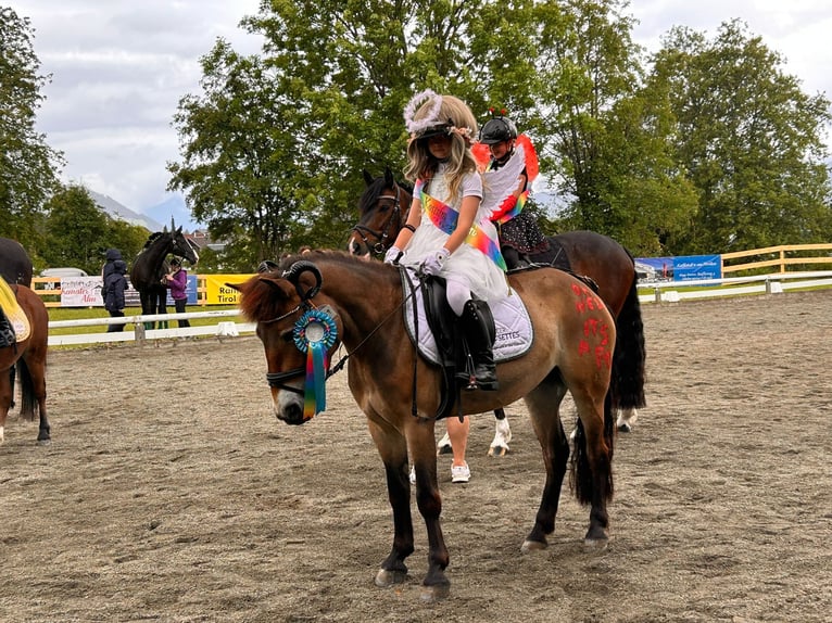 Exmoor Pony Giumenta 5 Anni 127 cm Baio in Mieming