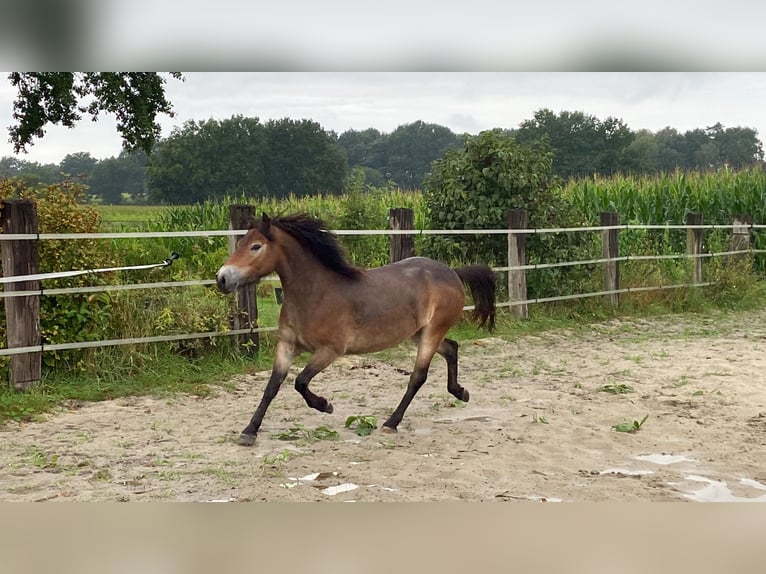 Exmoor Pony Giumenta 5 Anni 134 cm Baio in Verden (Aller)