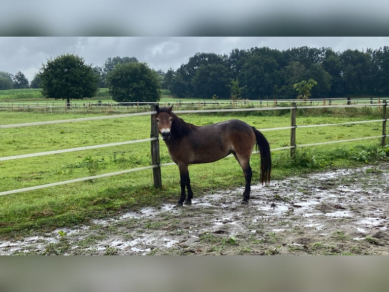 Exmoor Pony Giumenta 5 Anni 134 cm Baio in Verden (Aller)