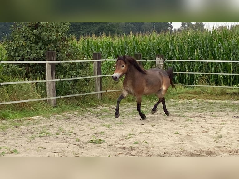 Exmoor Pony Giumenta 5 Anni 134 cm Baio in Verden (Aller)