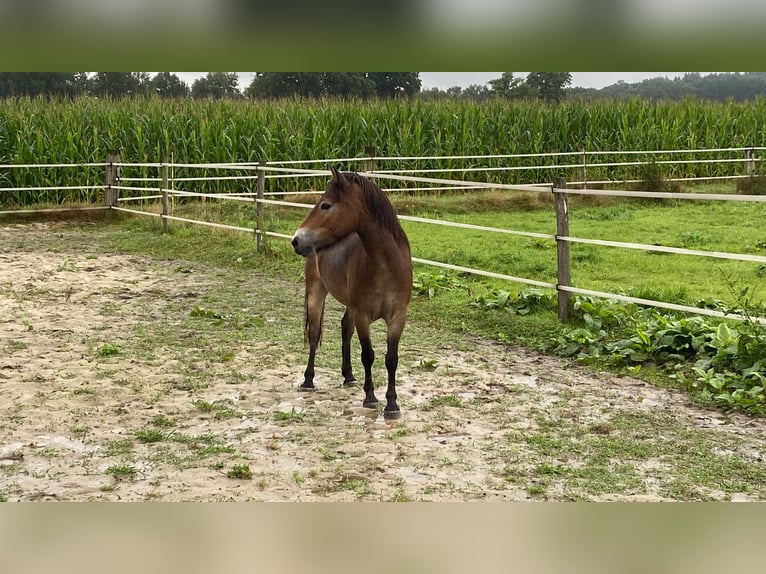 Exmoor Pony Giumenta 5 Anni 134 cm Baio in Verden (Aller)