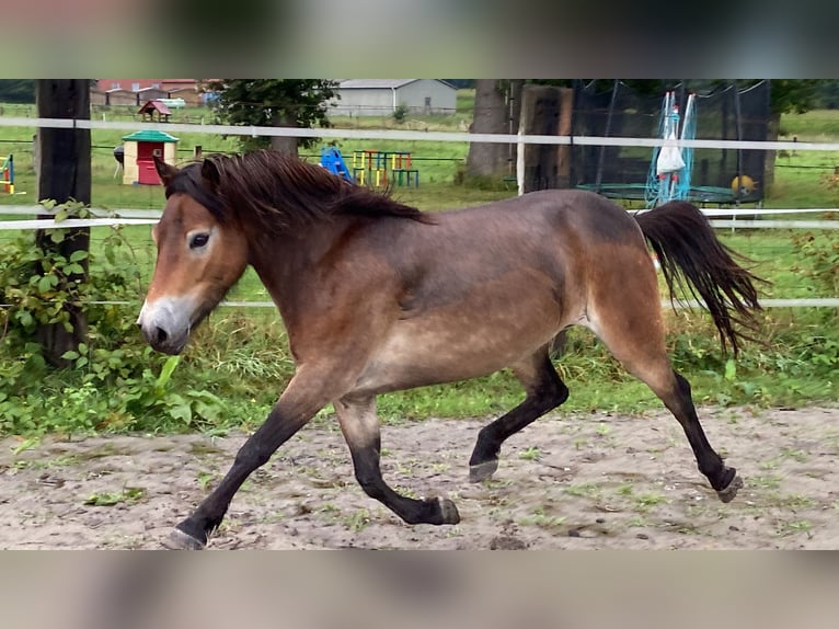 Exmoor Pony Giumenta 5 Anni 134 cm Baio in Verden (Aller)