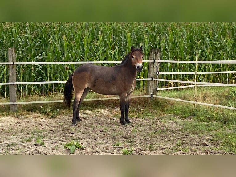 Exmoor Pony Giumenta 5 Anni 134 cm Baio in Verden (Aller)