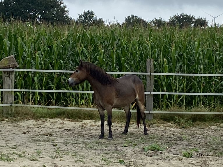 Exmoor Pony Giumenta 5 Anni 134 cm Baio in Verden (Aller)