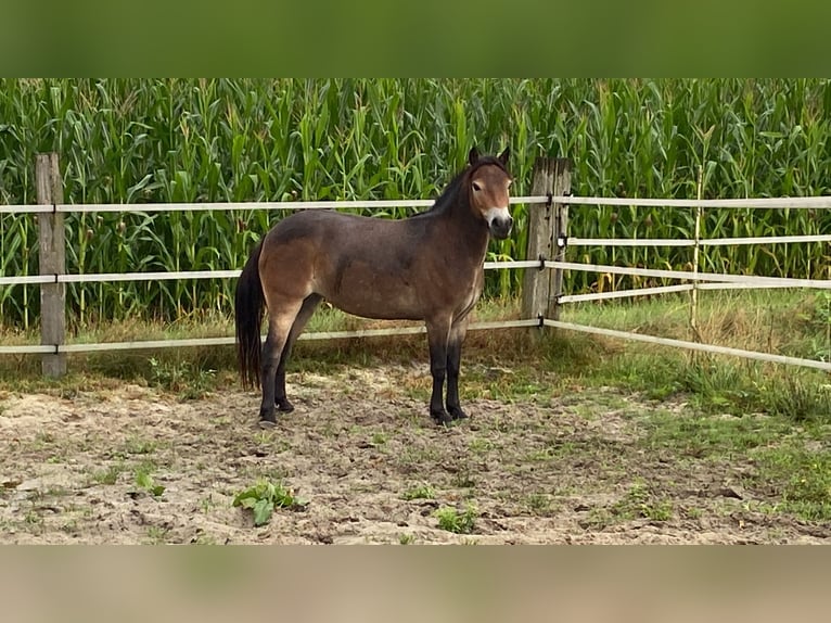 Exmoor Pony Giumenta 5 Anni 134 cm Baio in Verden (Aller)