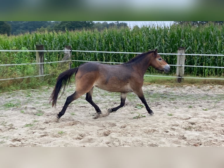 Exmoor Pony Giumenta 5 Anni 135 cm Sauro scuro in Verden (Aller)