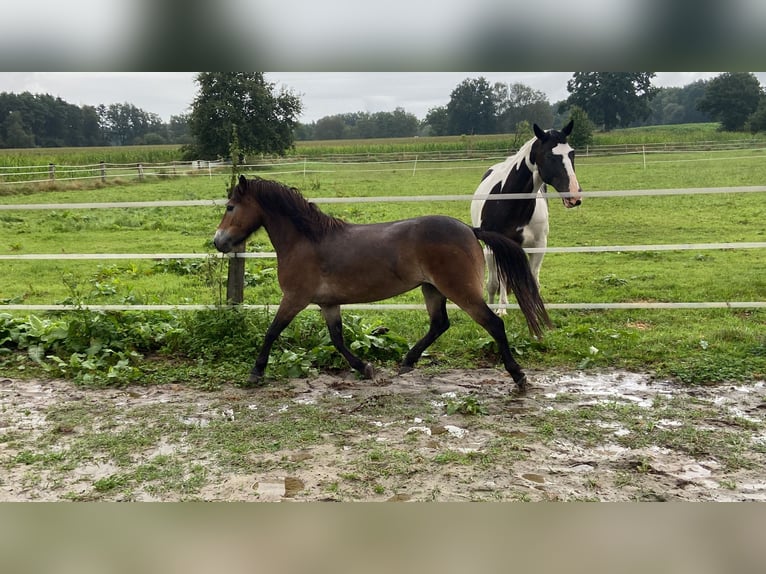 Exmoor Pony Giumenta 5 Anni 135 cm Sauro scuro in Verden (Aller)