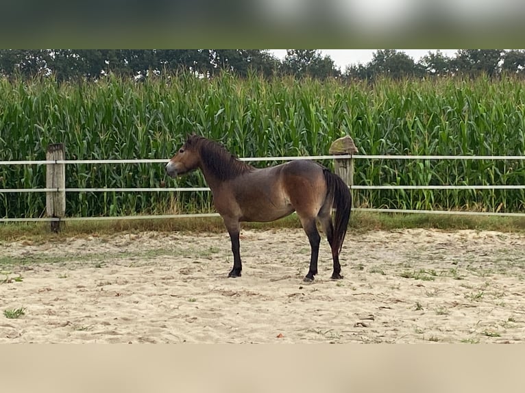 Exmoor Pony Giumenta 5 Anni 135 cm Sauro scuro in Verden (Aller)