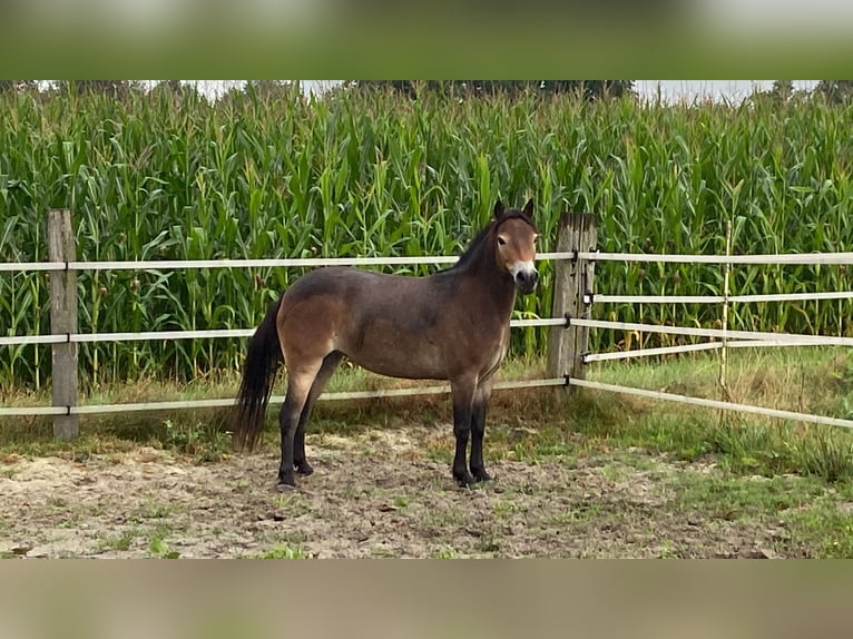 Exmoor Pony Giumenta 5 Anni 135 cm Sauro scuro in Verden (Aller)