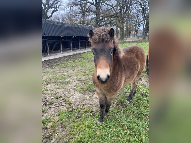 Exmoor Pony Hengst 1 Jahr 130 cm Brauner in Hofgeismar