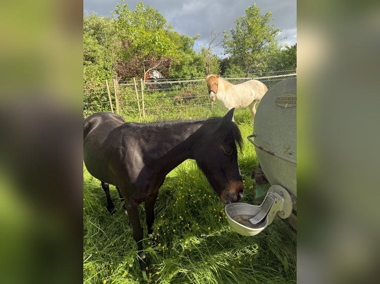 Exmoor Pony Mare 11 years 12.1 hh Bay-Dark in Frankfurt am Main