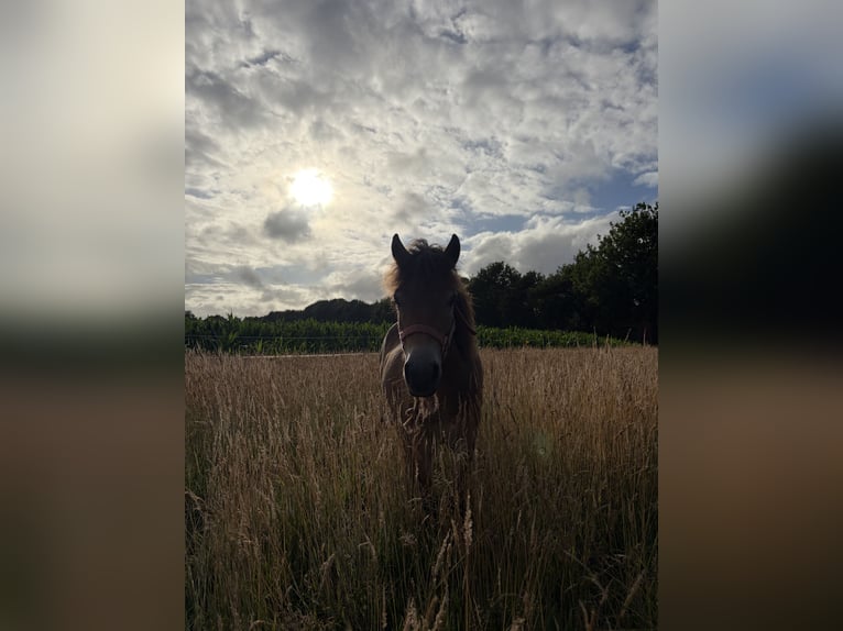 Exmoor Pony Mare 1 year 11.2 hh Brown in Varel
