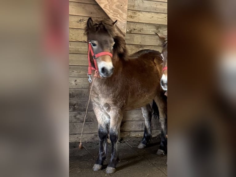 Exmoor Pony Mare 1 year 11.2 hh Brown in Varel