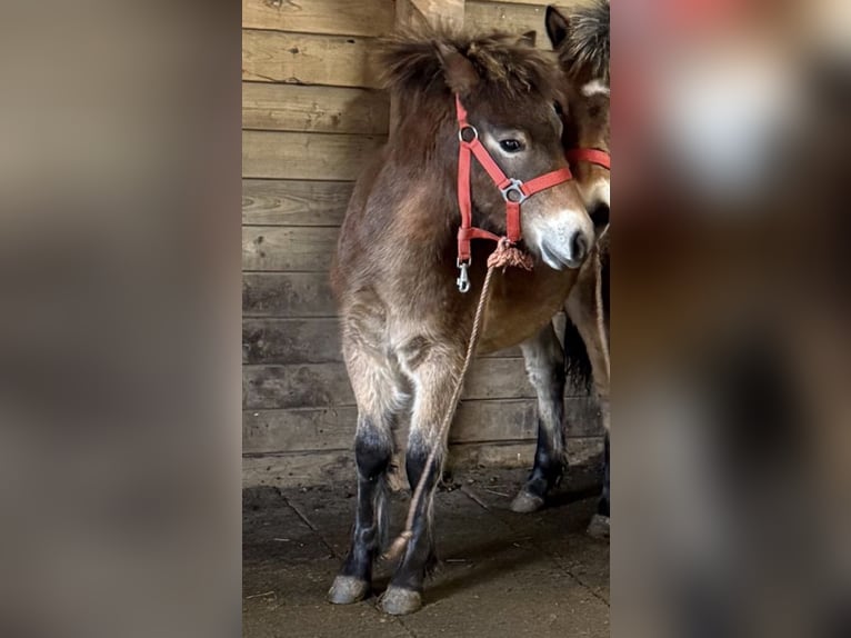 Exmoor Pony Mare 1 year 11.2 hh Brown in Varel