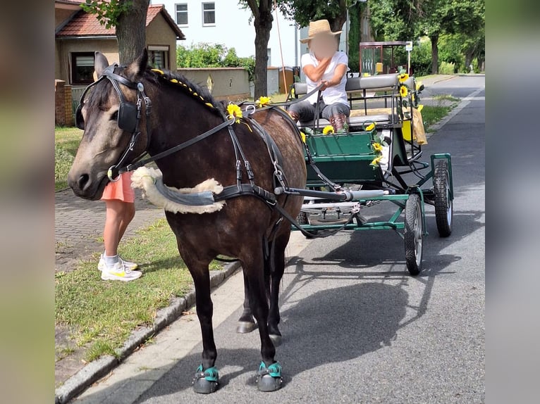 Exmoor Pony Mix Mare 6 years 12,2 hh Bay-Dark in Märkische Heide