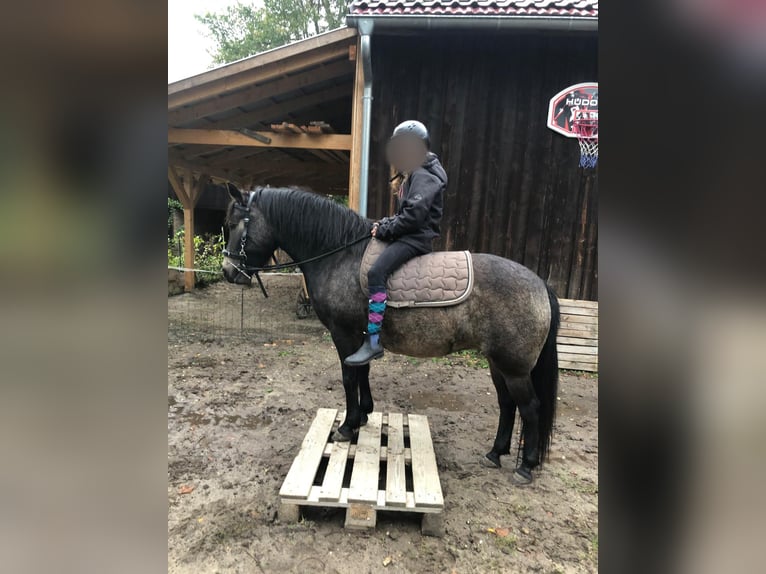 Exmoor Pony Mix Mare 6 years 12,2 hh Bay-Dark in Märkische Heide