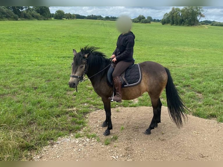 Exmoor Pony Mix Mare 6 years 12,2 hh Bay-Dark in Märkische Heide