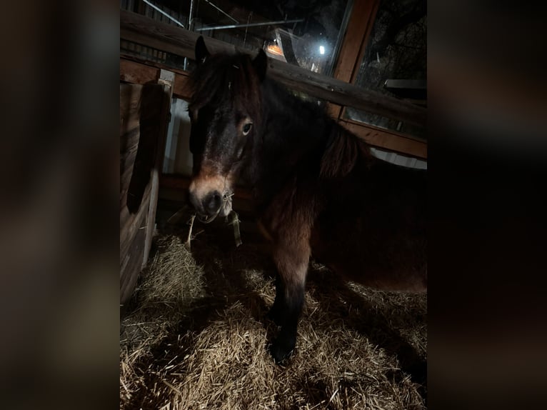 Exmoor Pony Mare 8 years 12,2 hh Chestnut in Dietzenbach