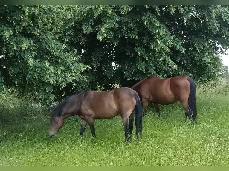 Exmoor Pony Merrie 18 Jaar 130 cm Bruin in Nieden