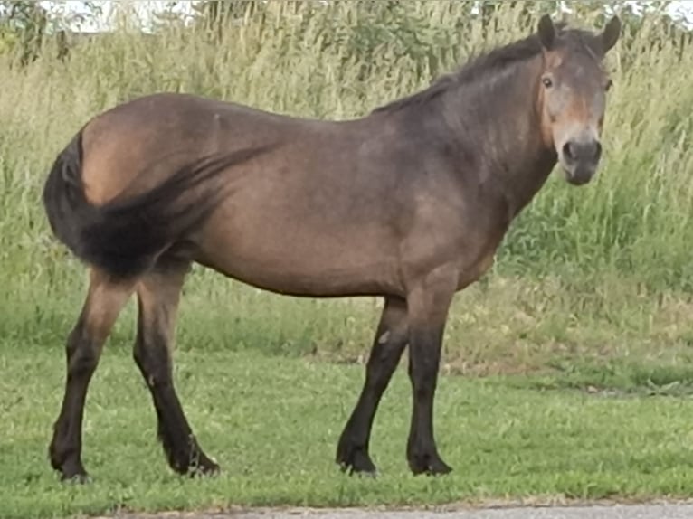 Exmoor Pony Merrie 18 Jaar 130 cm Bruin in Nieden