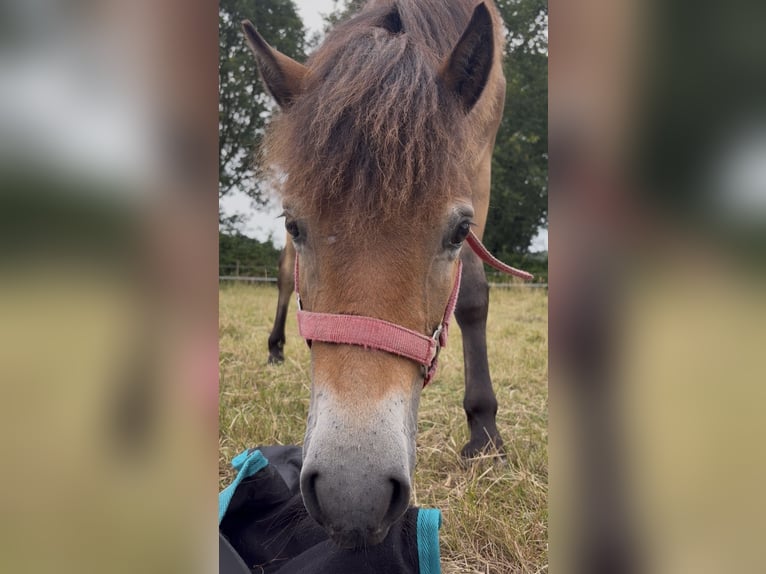 Exmoor Pony Merrie 1 Jaar 120 cm Bruin in Varel