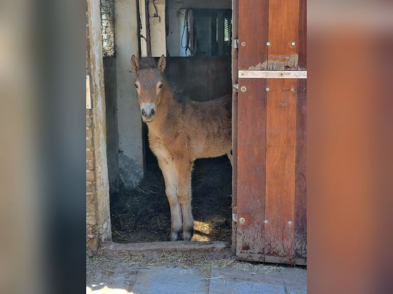 Exmoor Pony Merrie 3 Jaar 135 cm Donkere-vos in Didam